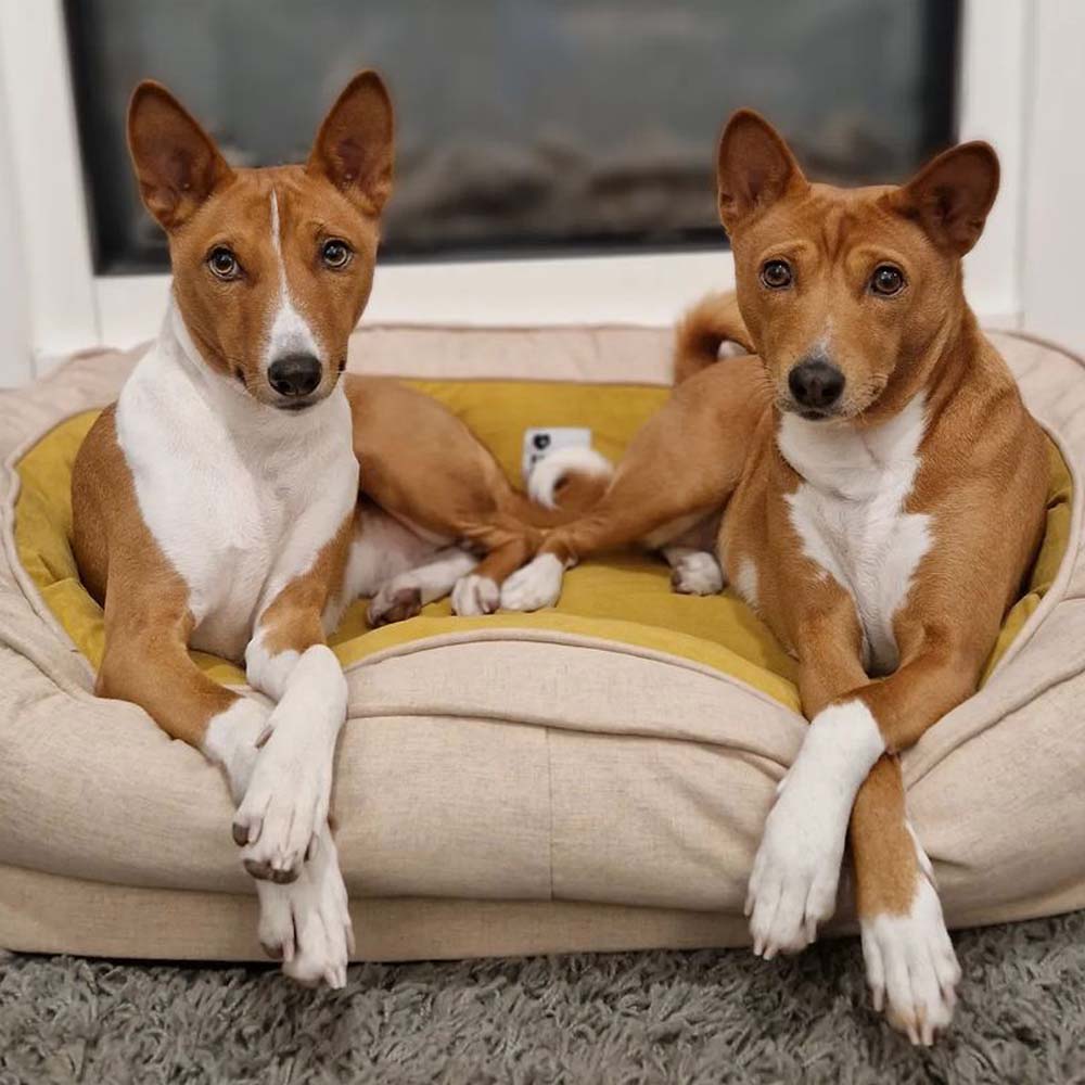 Funny Fuzzy Luxury Waterproof Pet Bed Soft Plush Cushion Anti-Slip Bottom — Image 18